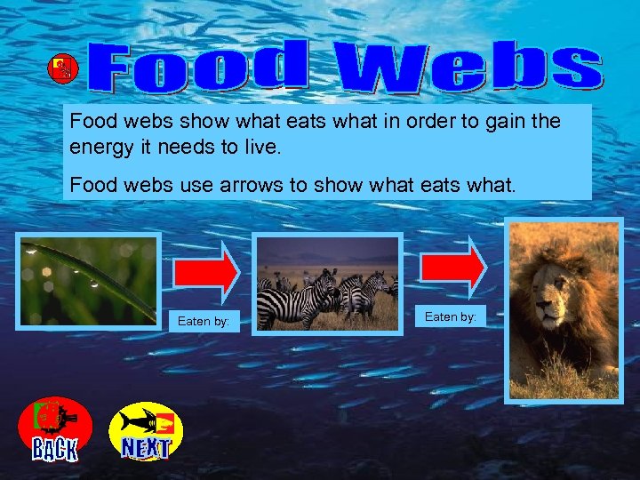 Food webs show what eats what in order to gain the energy it needs
