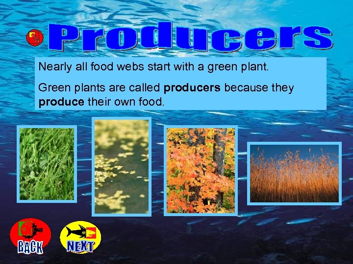 Nearly all food webs start with a green plant. Green plants are called producers