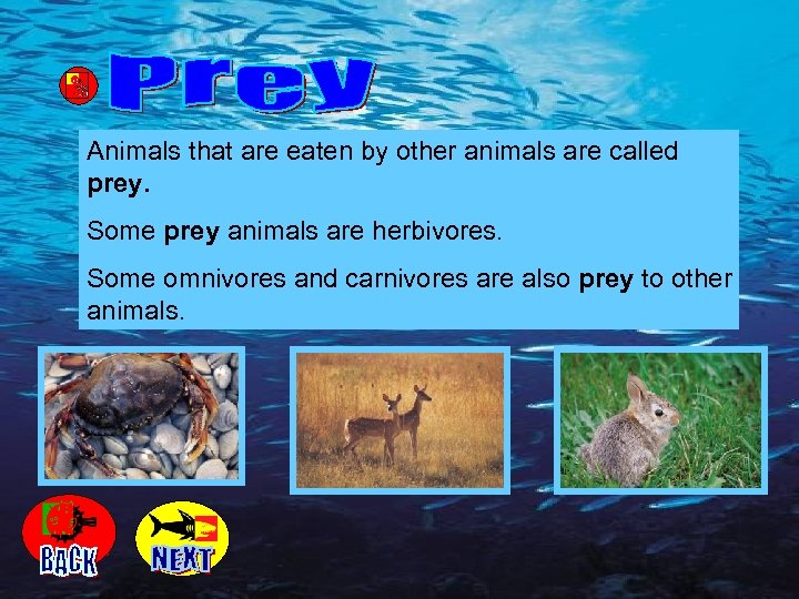 Animals that are eaten by other animals are called prey. Some prey animals are