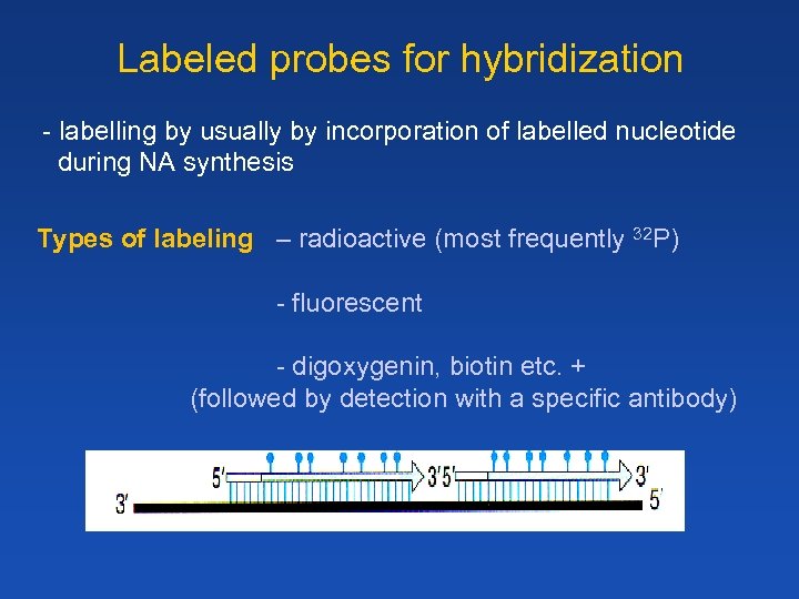 Labeled probes for hybridization - labelling by usually by incorporation of labelled nucleotide during