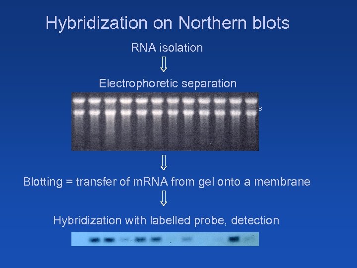 Hybridization on Northern blots RNA isolation Electrophoretic separation Macroarrays Microarrays Blotting = transfer of