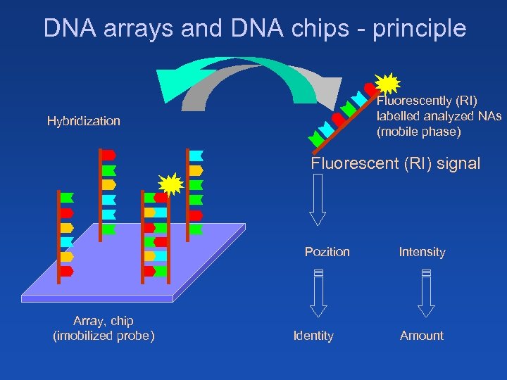 DNA arrays and DNA chips - principle Fluorescently (RI) labelled analyzed NAs (mobile phase)