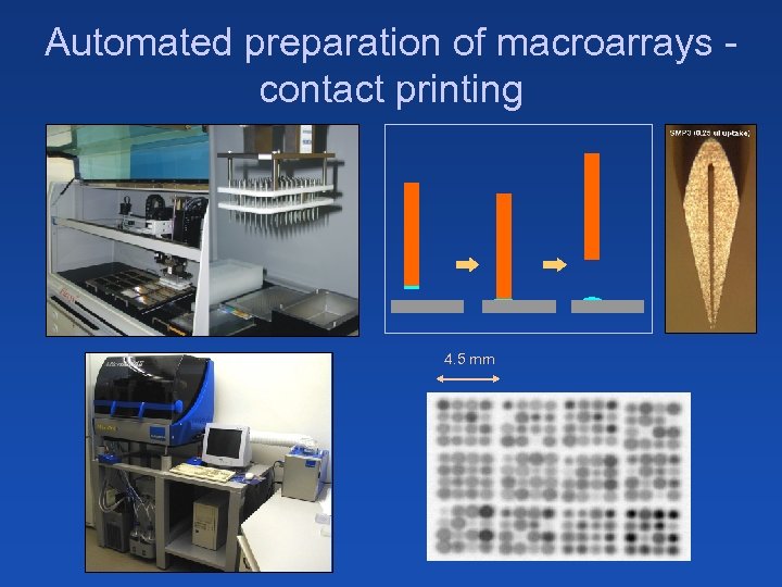 Automated preparation of macroarrays contact printing 4. 5 mm 