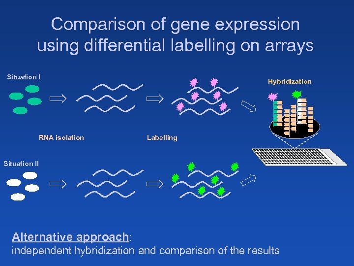 Comparison of gene expression using differential labelling on arrays Situation I RNA isolation Hybridization