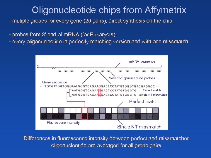 Oligonucleotide chips from Affymetrix - mutiple probes for every gene (20 pairs), direct synthesis