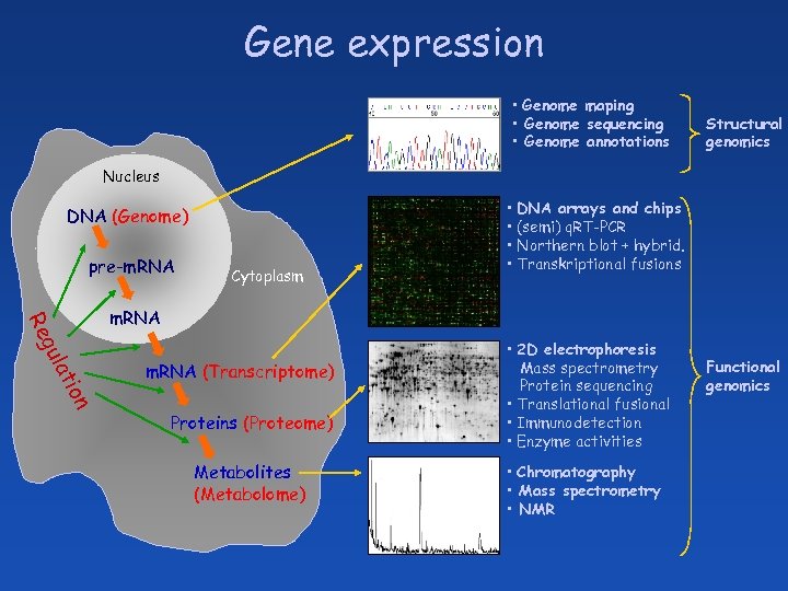 Gene expression • Genome maping • Genome sequencing • Genome annotations Structural genomics Nucleus