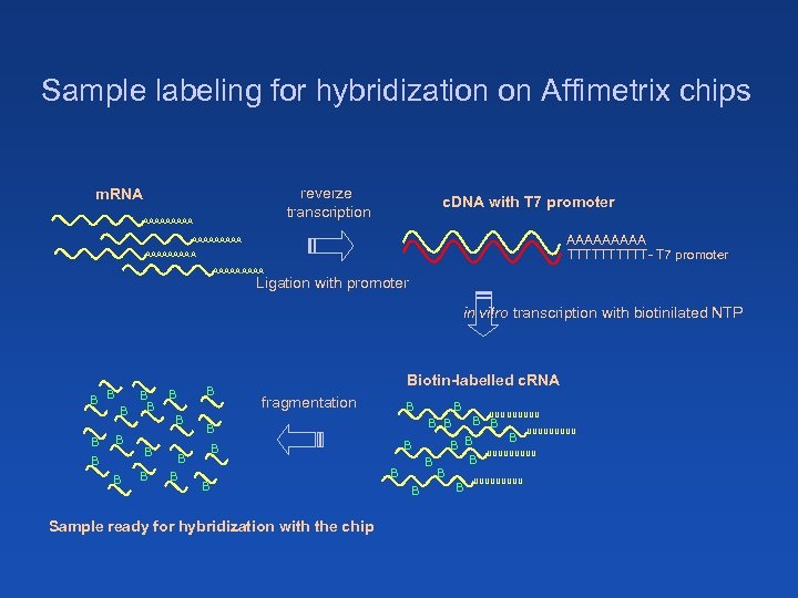 Sample labeling for hybridization on Affimetrix chips reverze transcription m. RNA AAAAA c. DNA
