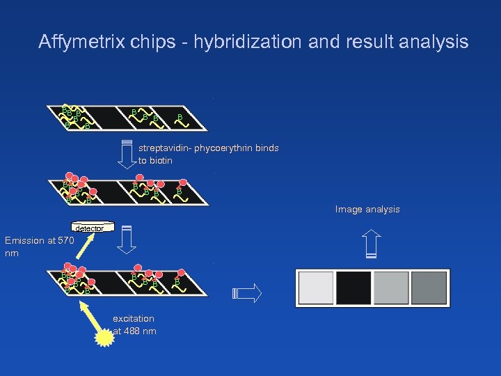 Affymetrix chips - hybridization and result analysis BB B B B B streptavidin- phycoerythrin