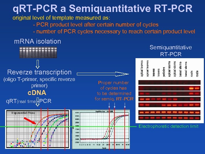 q. RT-PCR a Semiquantitative RT-PCR original level of template measured as: - PCR product