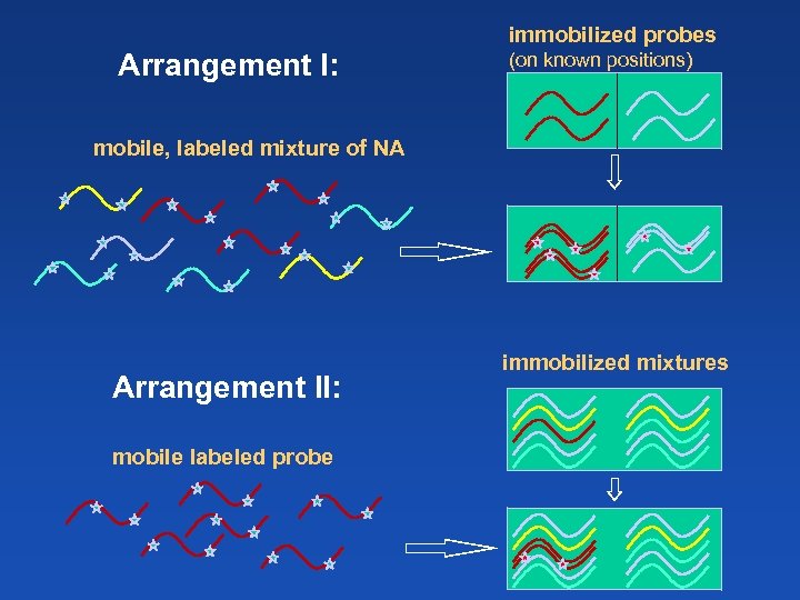 immobilized probes Arrangement I: (on known positions) mobile, labeled mixture of NA Arrangement II: