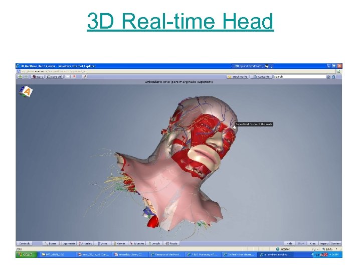 3 D Real-time Head 