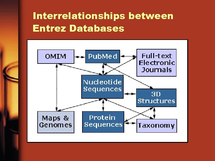 Interrelationships between Entrez Databases 