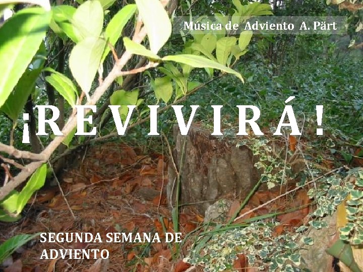 Música de Adviento A. Pärt ¡R E V I R Á ! SEGUNDA SEMANA