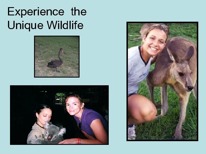 Experience the Unique Wildlife 