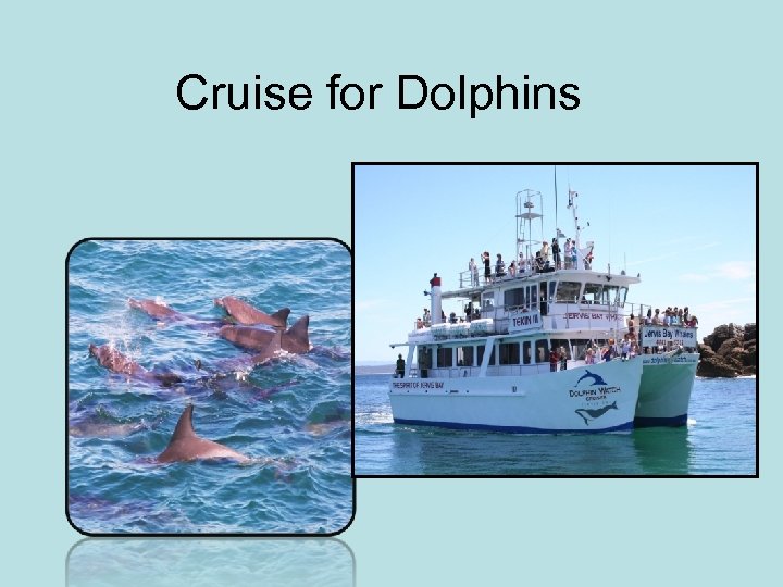 Cruise for Dolphins 