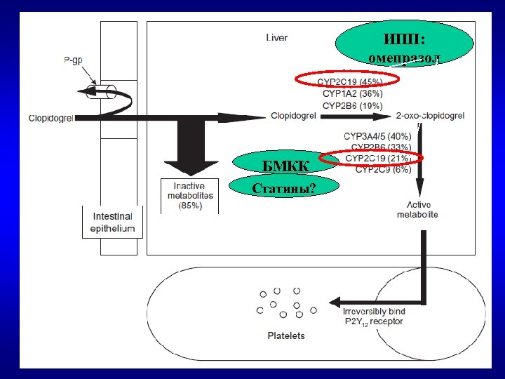 ИПП: омепразол БМКК Статины? 