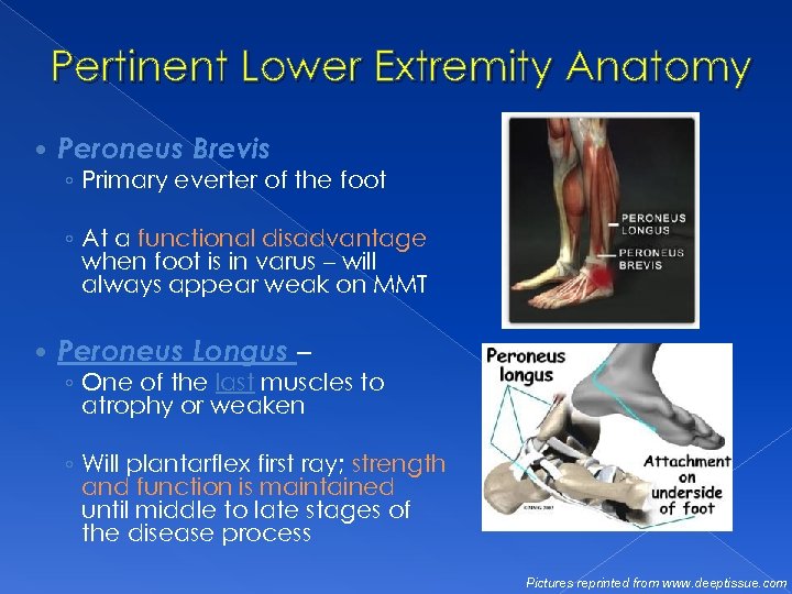 Pertinent Lower Extremity Anatomy Peroneus Brevis ◦ Primary everter of the foot ◦ At