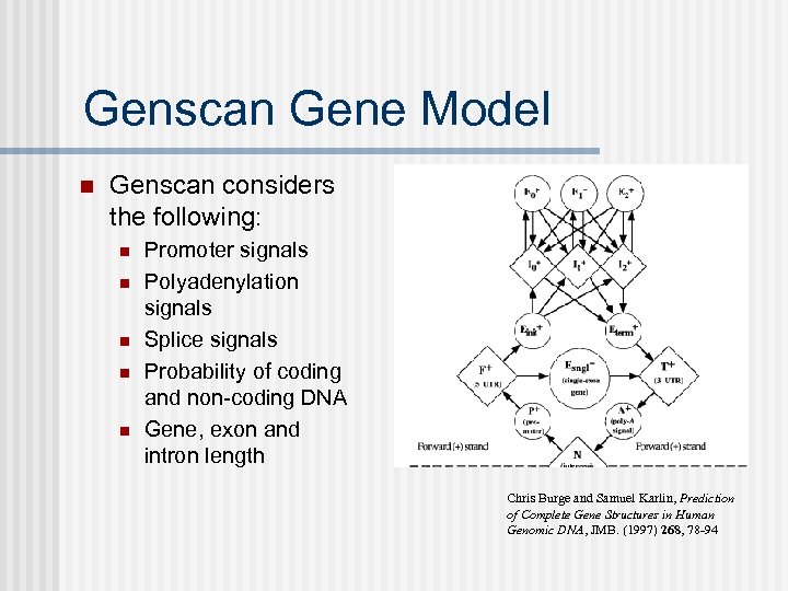 Genscan Gene Model n Genscan considers the following: n n n Promoter signals Polyadenylation