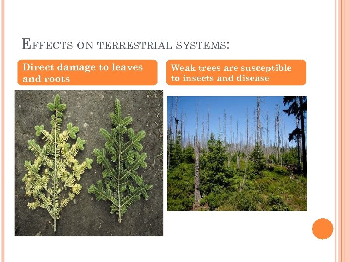 EFFECTS ON TERRESTRIAL SYSTEMS: Direct damage to leaves and roots Weak trees are susceptible