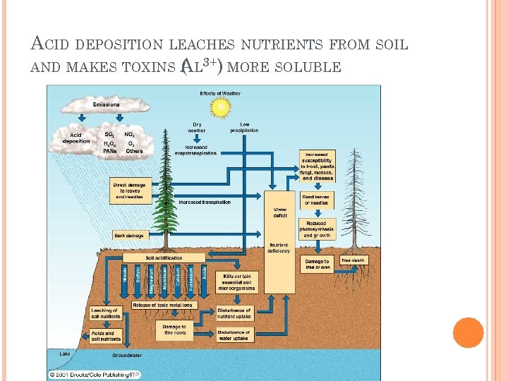 ACID DEPOSITION LEACHES NUTRIENTS FROM SOIL AND MAKES TOXINS AL 3+) MORE SOLUBLE (