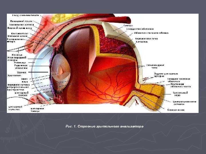 Рис. 1. Строение зрительного анализатора 