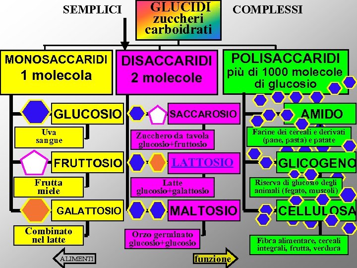 SEMPLICI MONOSACCARIDI 1 molecola DISACCARIDI 2 molecole GLUCOSIO Uva sangue FRUTTOSIO Frutta miele GALATTOSIO