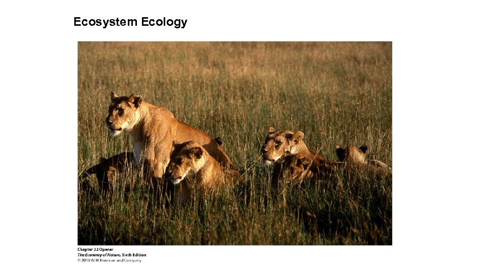 Ecosystem Ecology 