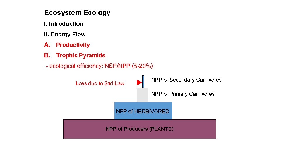 Ecosystem Ecology I. Introduction II. Energy Flow A. Productivity B. Trophic Pyramids - ecological