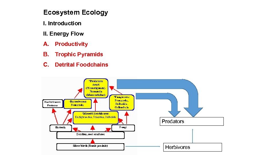 Ecosystem Ecology I. Introduction II. Energy Flow A. Productivity B. Trophic Pyramids C. Detrital