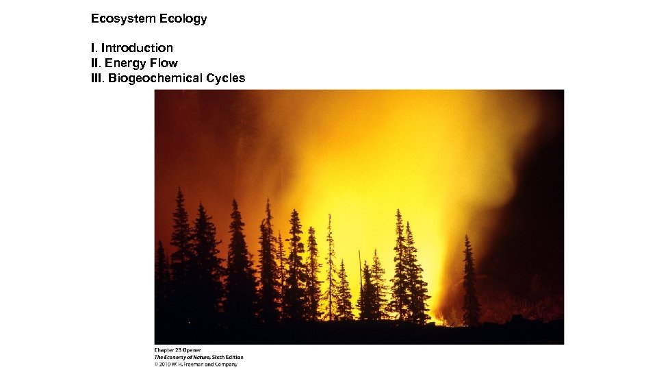 Ecosystem Ecology I. Introduction II. Energy Flow III. Biogeochemical Cycles 