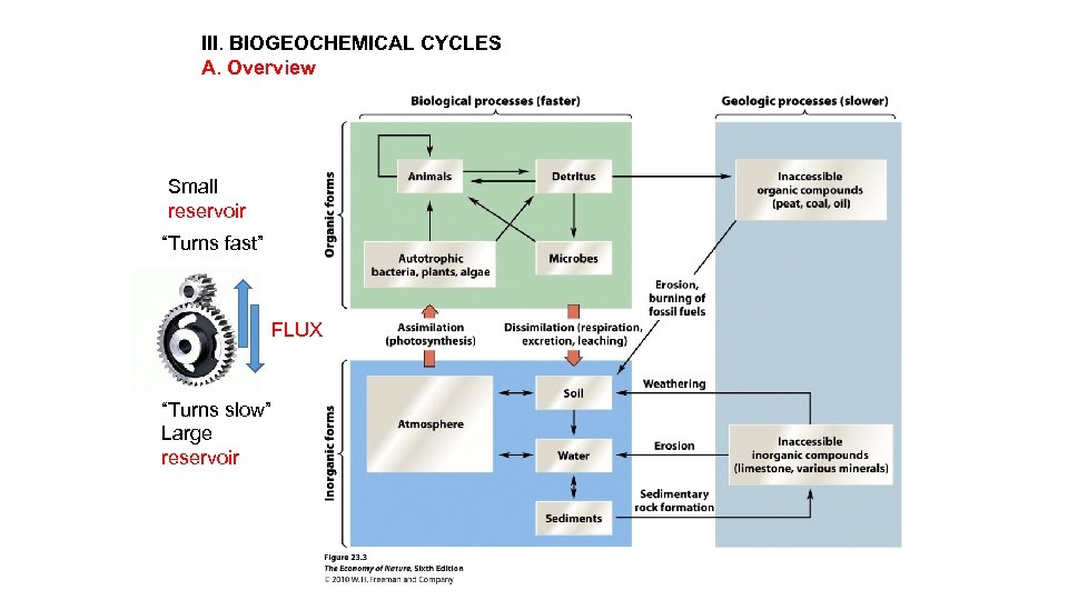 III. BIOGEOCHEMICAL CYCLES A. Overview Small reservoir “Turns fast” FLUX “Turns slow” Large reservoir