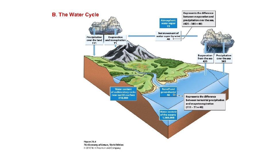 B. The Water Cycle 