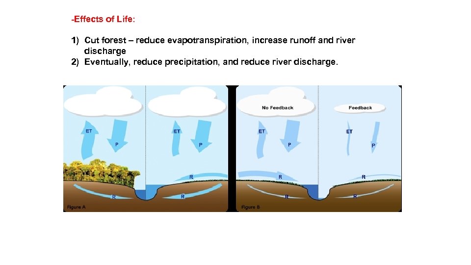 -Effects of Life: 1) Cut forest – reduce evapotranspiration, increase runoff and river discharge