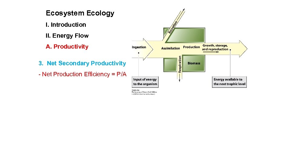 Ecosystem Ecology I. Introduction II. Energy Flow A. Productivity 3. Net Secondary Productivity -