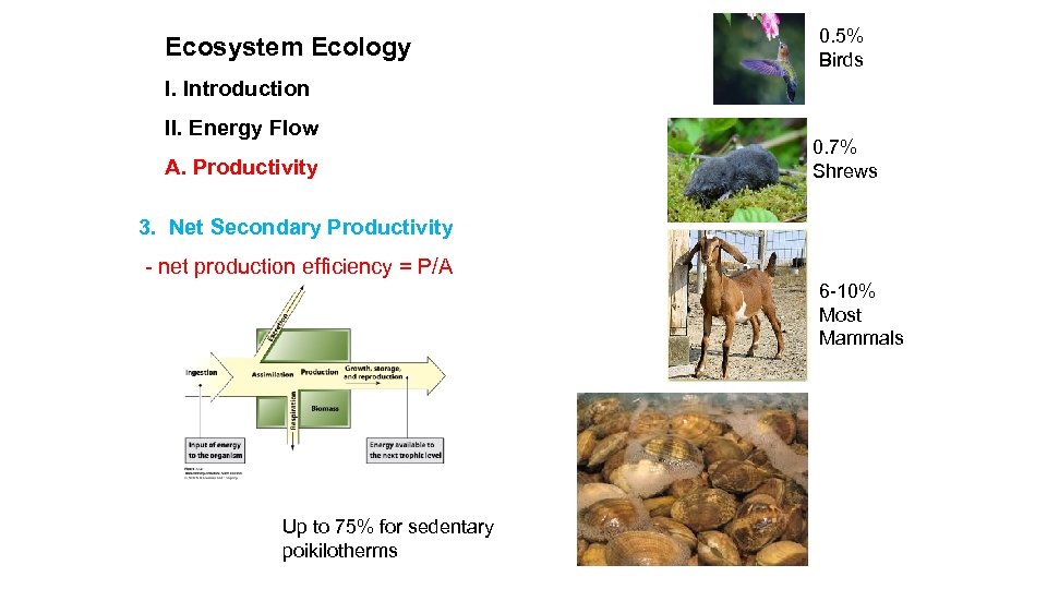 Ecosystem Ecology 0. 5% Birds I. Introduction II. Energy Flow A. Productivity 0. 7%