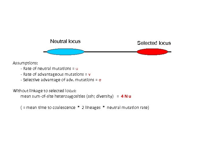 Neutral locus Selected locus Assumptions: - Rate of neutral mutations = u - Rate