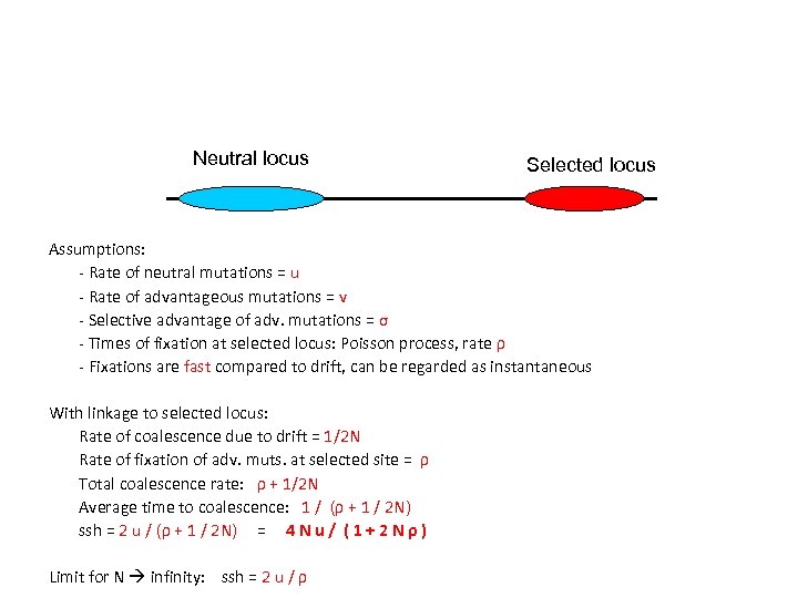 Neutral locus Selected locus Assumptions: - Rate of neutral mutations = u - Rate