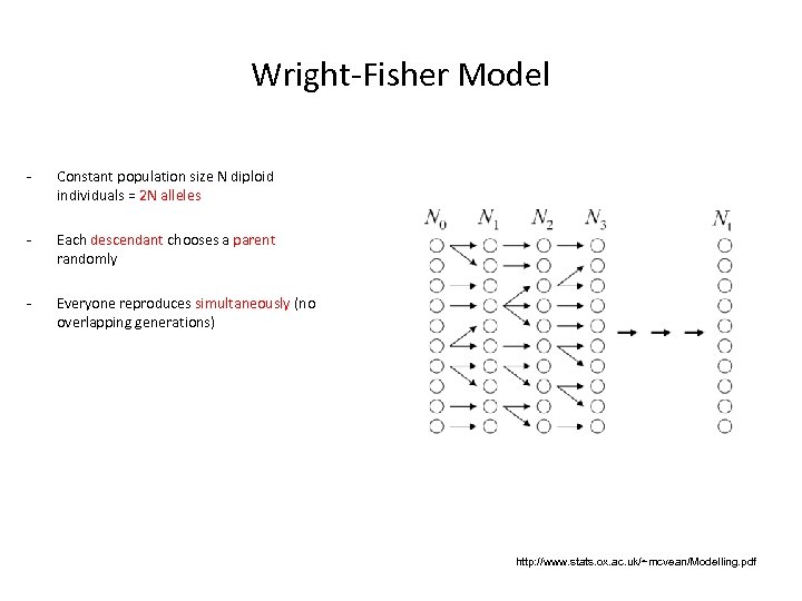 Wright-Fisher Model - Constant population size N diploid individuals = 2 N alleles -