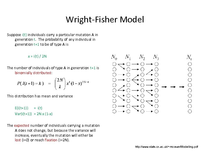 Wright-Fisher Model Suppose i(t) individuals carry a particular mutation A in generation t. The