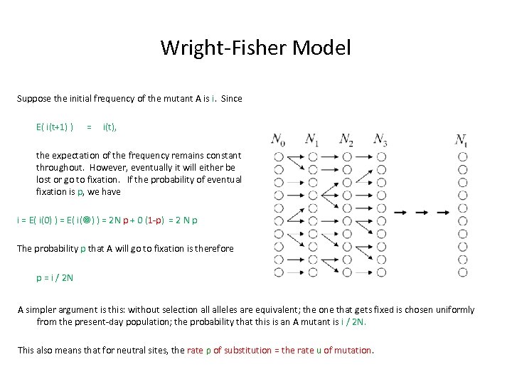 Wright-Fisher Model Suppose the initial frequency of the mutant A is i. Since E(