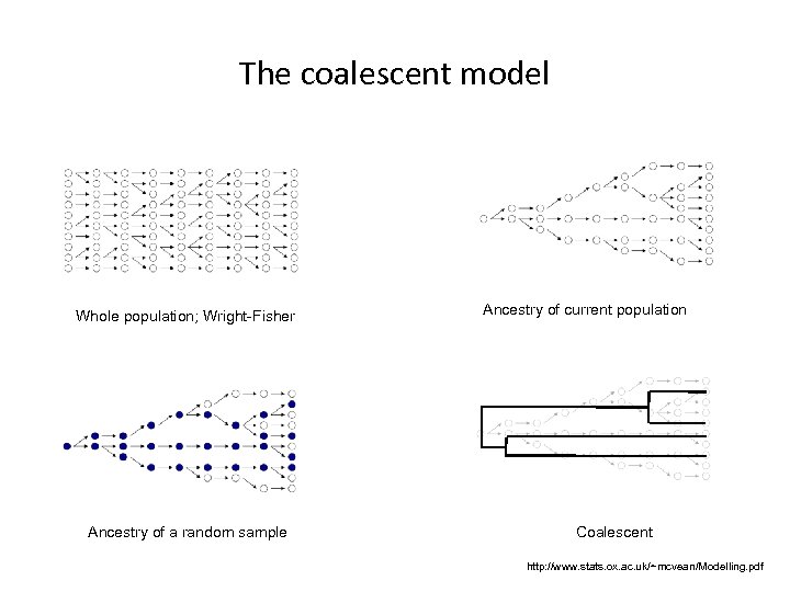 The coalescent model Whole population; Wright-Fisher Ancestry of a random sample Ancestry of current
