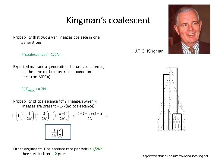 Kingman’s coalescent Probability that two given lineages coalesce in one generation: P(coalescence) = 1/2