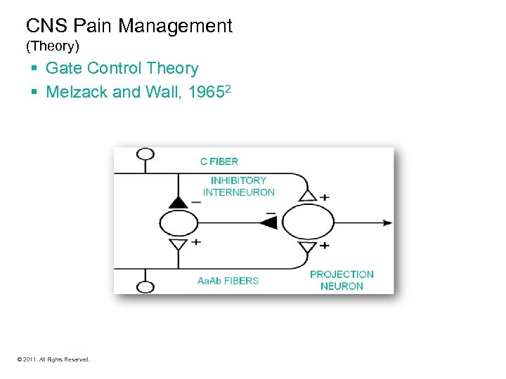 CNS Pain Management (Theory) § Gate Control Theory § Melzack and Wall, 19652 ©