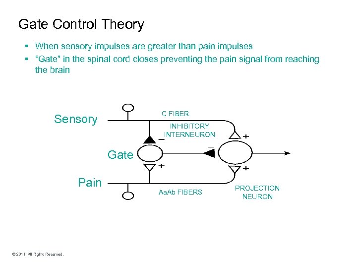 Gate Control Theory § When sensory impulses are greater than pain impulses § “Gate”