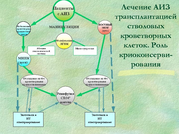 Пациенты с АИЗ КОСТНЫЙ МОЗГ (ауто) МАНИПУЛЯЦИИ Мобилизация кроветворных предшественников Модификация ЛГПК Аблация гемопоэтической