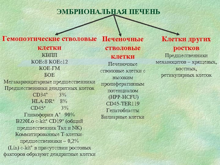 Гемопоэтические стволовые клетки презентация - 80 фото