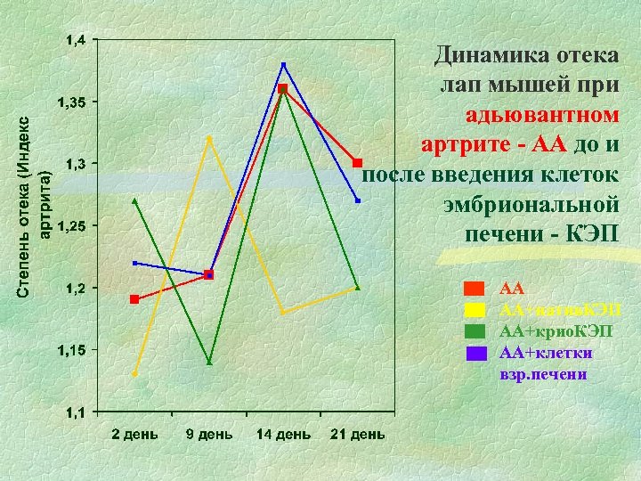 Динамика отека лап мышей при адьювантном артрите - АА до и после введения клеток