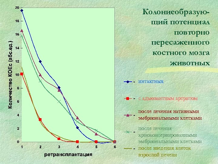 Колониеобразующий потенциал повторно пересаженного костного мозга животных интактных с адьювантным артритом после лечения нативными