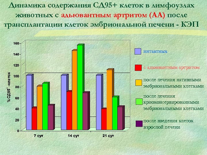 Динамика содержания СД 95+ клеток в лимфоузлах животных с адьювантным артритом (АА) после трансплантации