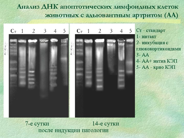 Анализ ДНК апоптотических лимфоидных клеток животных с адьювантным артритом (АА) Cт - стандарт 1